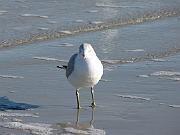 St. Augustine - Jan 2012 057